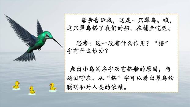 搭船的鸟PPT课件73