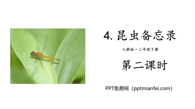 昆虫备忘录PPT课件10