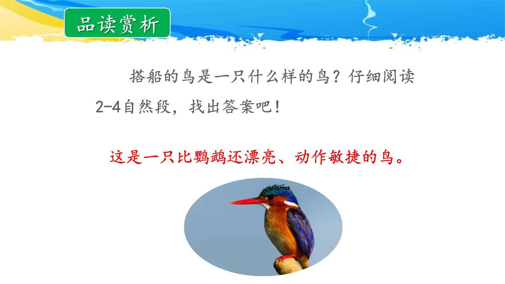 搭船的鸟PPT课件12