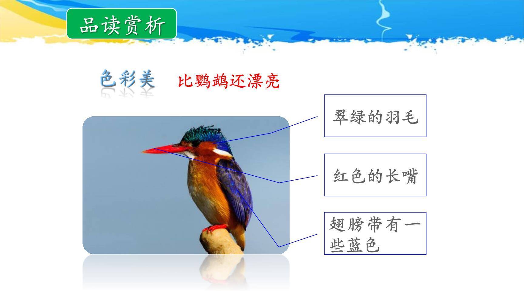 搭船的鸟PPT课件14