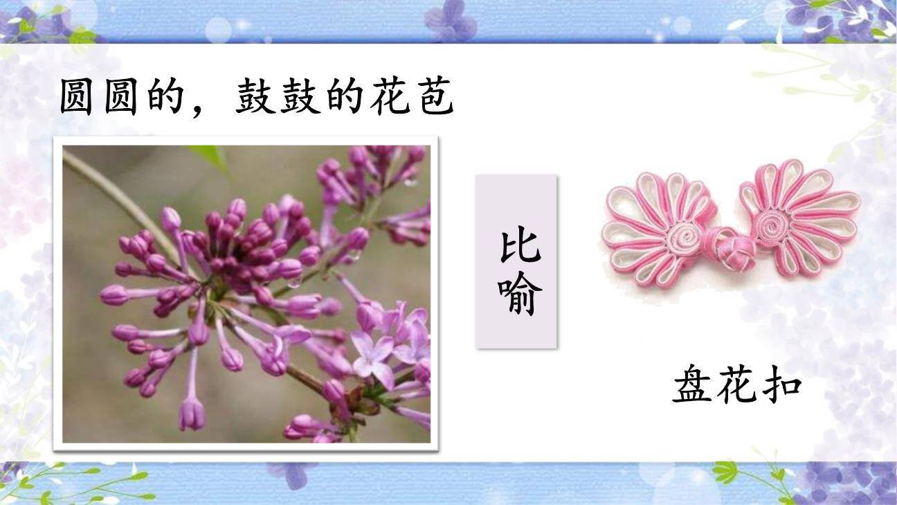 丁香结PPT课件83