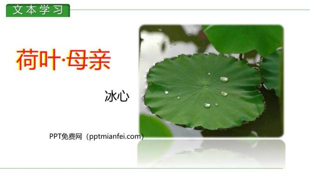 荷花母亲PPT课件10