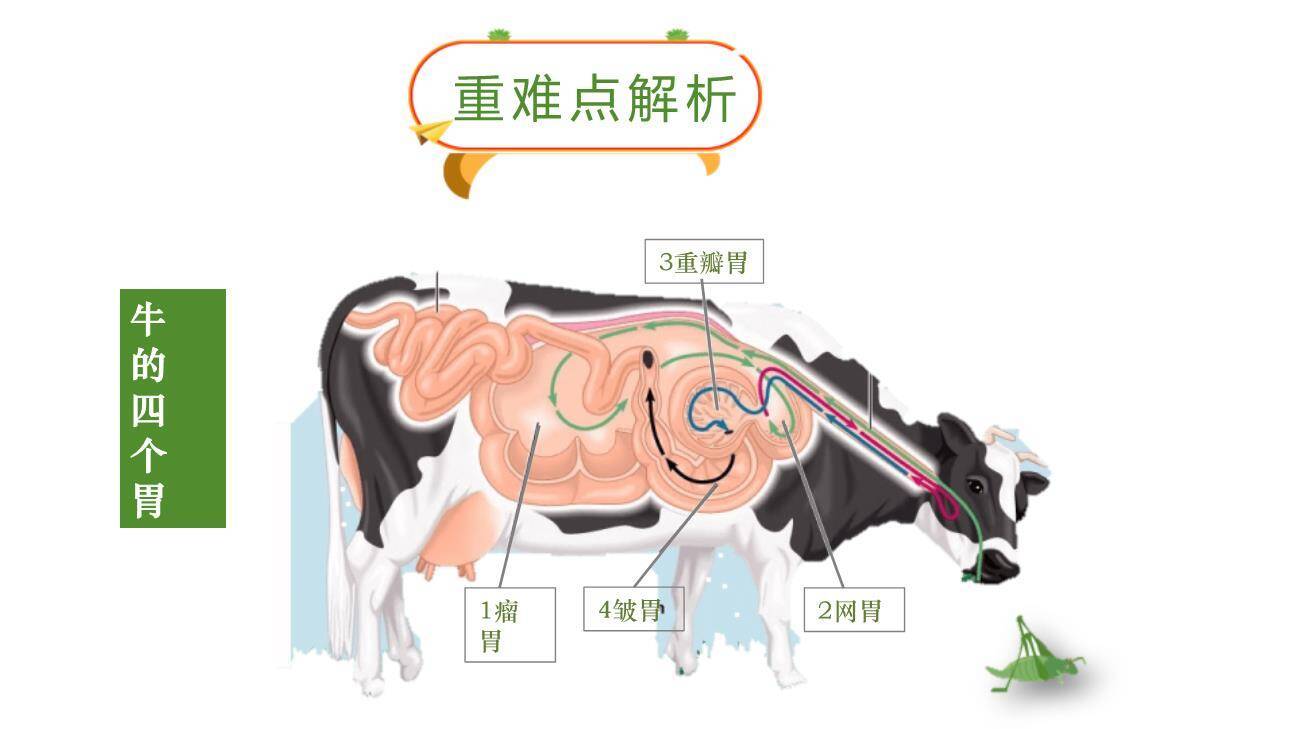 在牛肚子里旅行PPT课件59