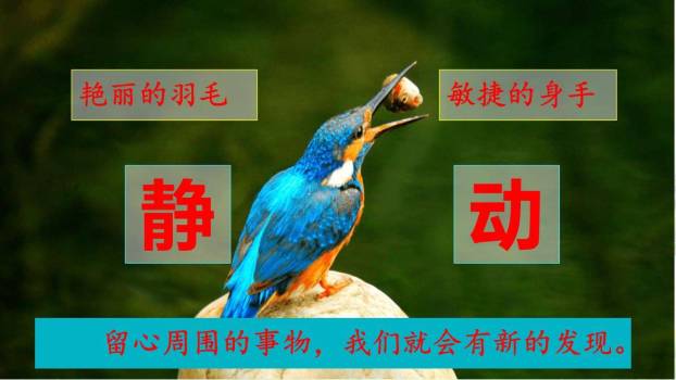 我们眼中的缤纷世界PPT课件51