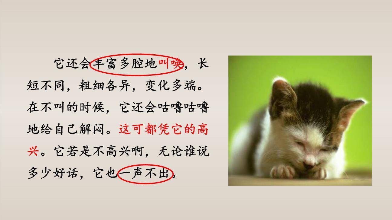 猫PPT课件69