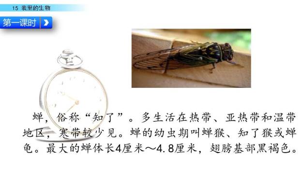 表里的生物PPT课件69