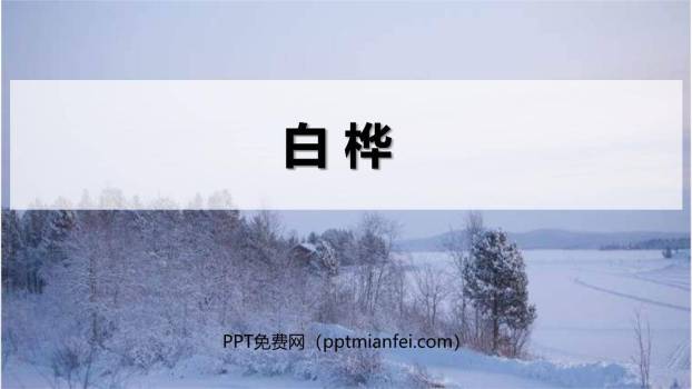 白桦PPT课件10