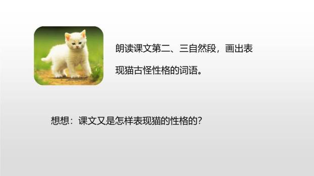 猫PPT课件31