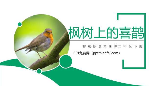枫树上的喜鹊PPT课件20