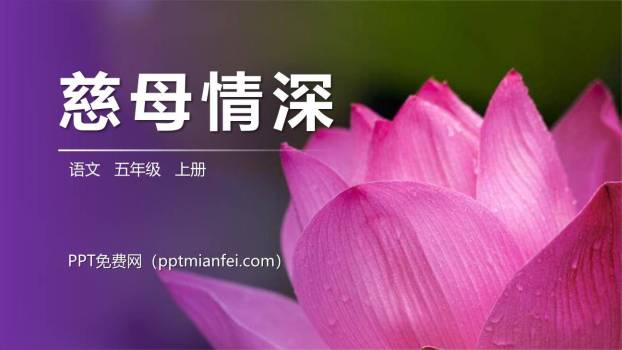 慈母情深PPT课件70