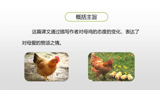 母鸡PPT课件39