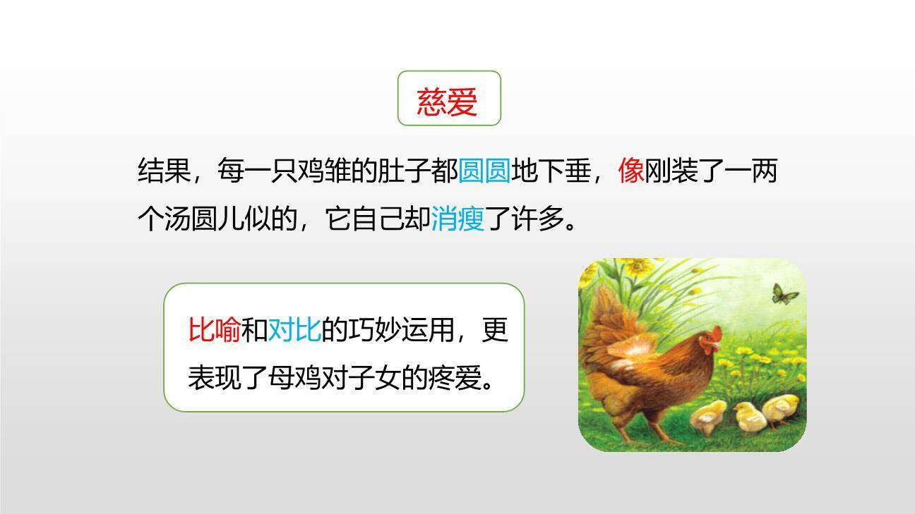 母鸡PPT课件31