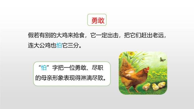 母鸡PPT课件32