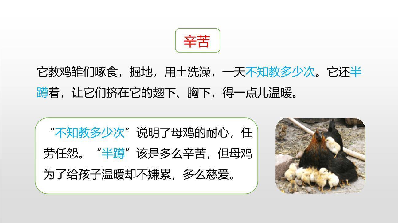 母鸡PPT课件33