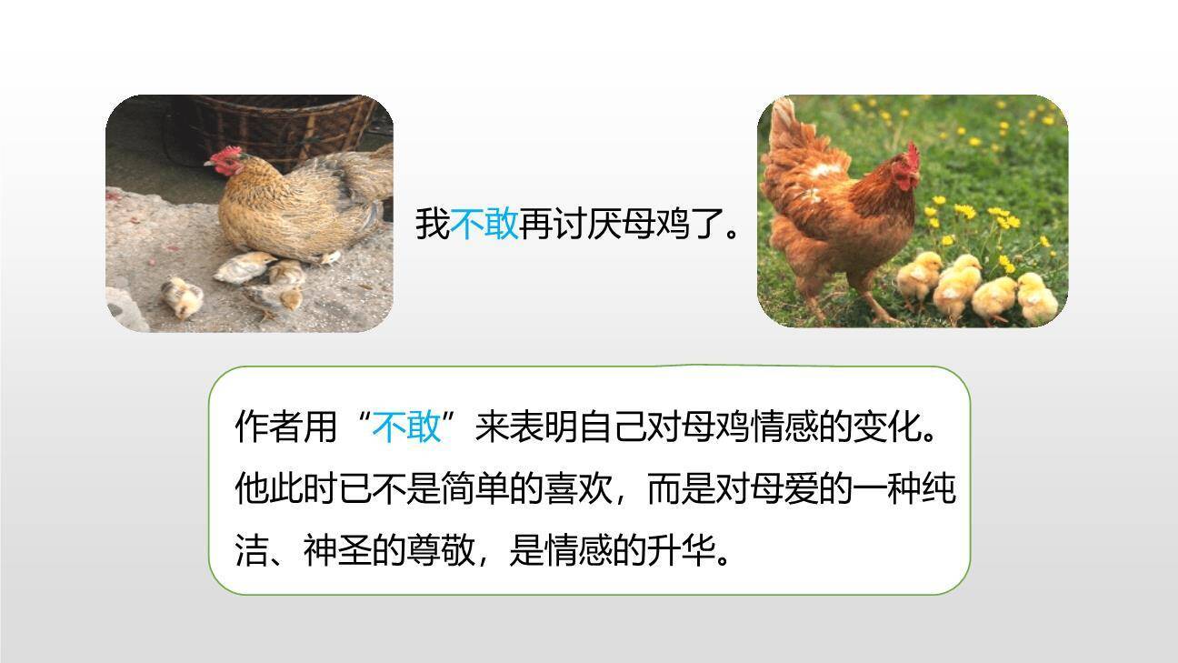 母鸡PPT课件36