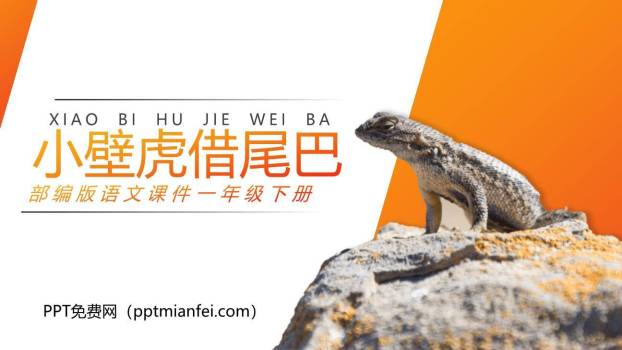 小壁虎借尾巴PPT课件20