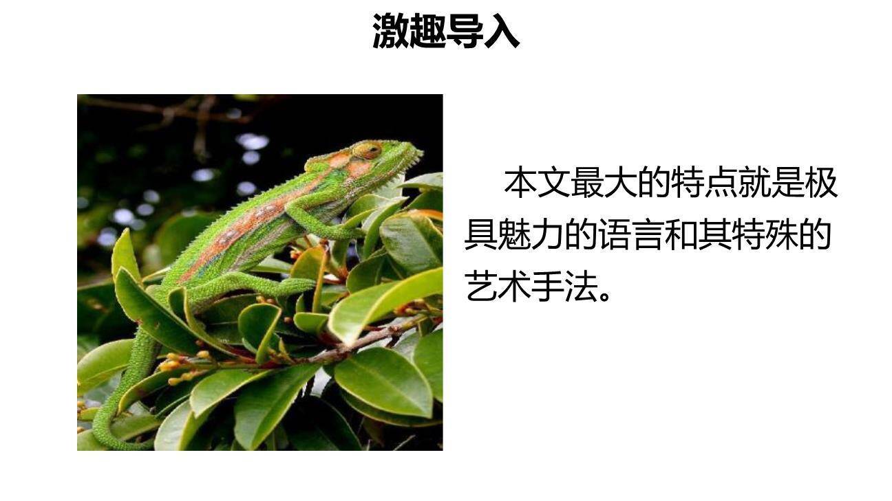 变色龙PPT课件56