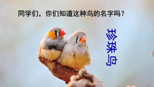 珍珠鸟PPT课件55