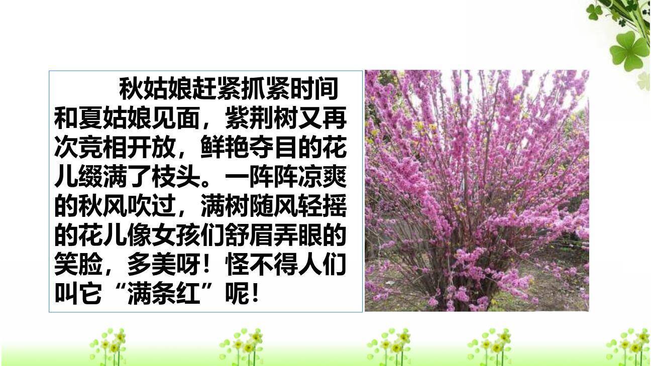 我的植物朋友PPT课件78