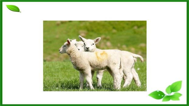 回延安PPT课件79