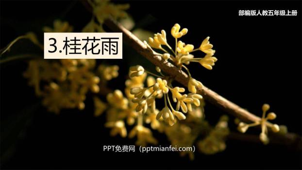 桂花雨PPT课件80