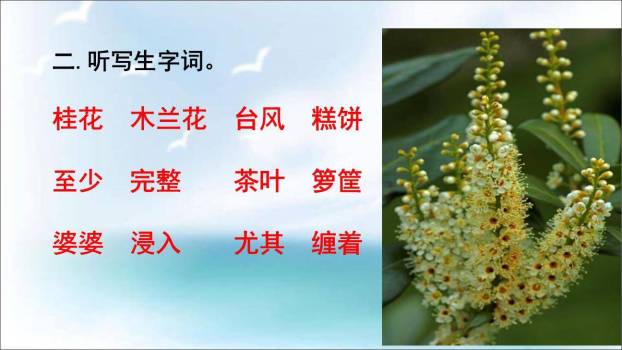 桂花雨PPT课件81