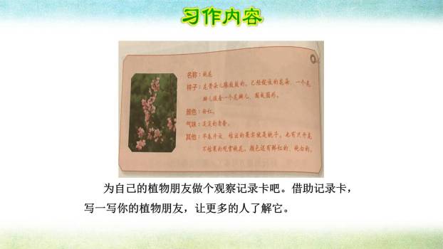 我的植物朋友PPT课件38