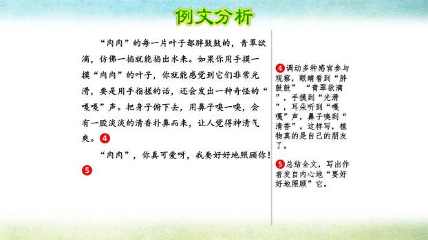 我的植物朋友PPT课件34