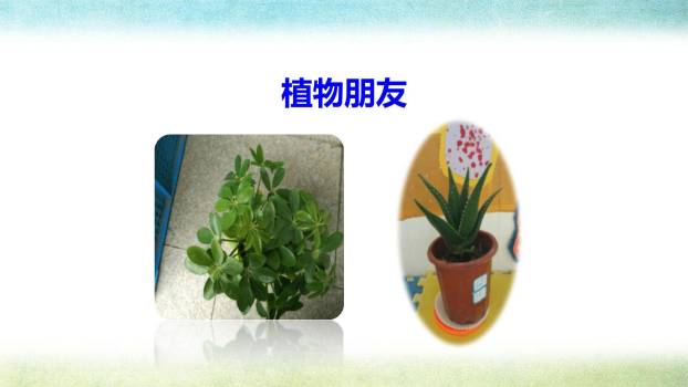我的植物朋友PPT课件36