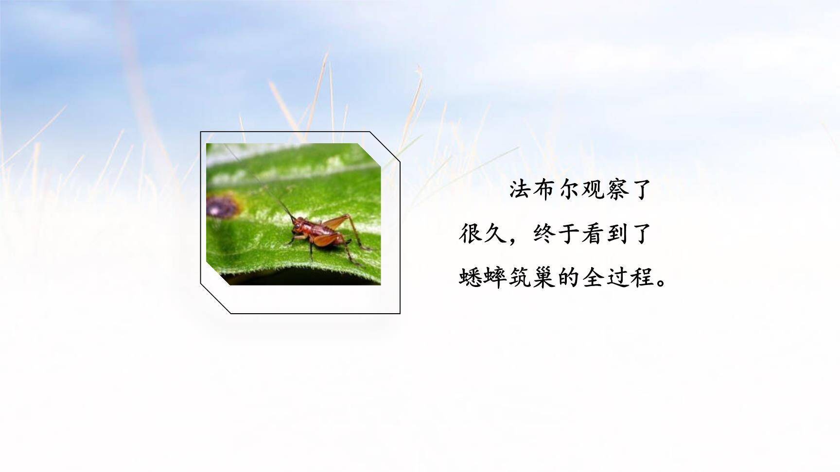 写观察日记PPT课件19