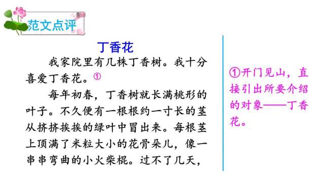 我的植物朋友PPT课件59