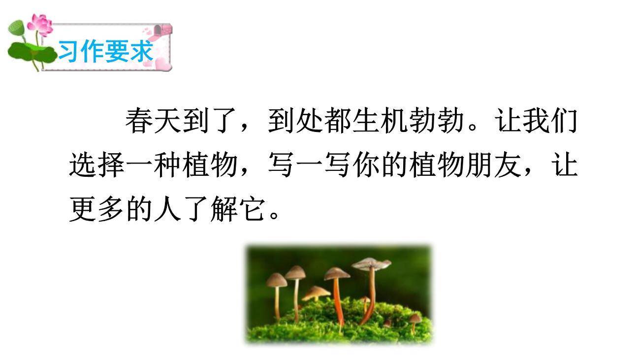 我的植物朋友PPT课件54