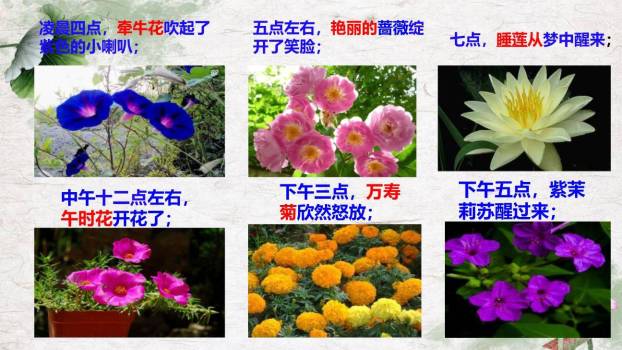 花钟PPT课件41