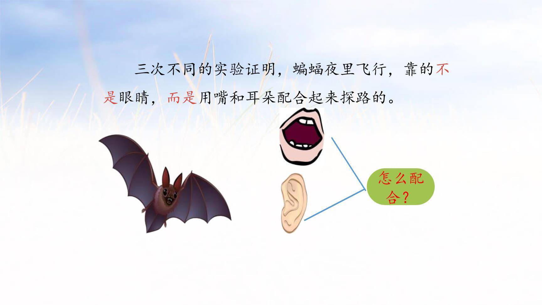 蝙蝠与雷达PPT课件13