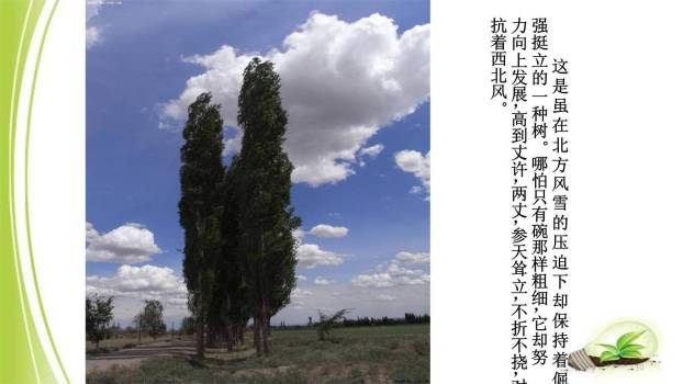 白杨礼赞PPT课件31