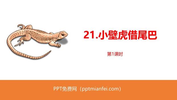 小壁虎借尾巴PPT课件40
