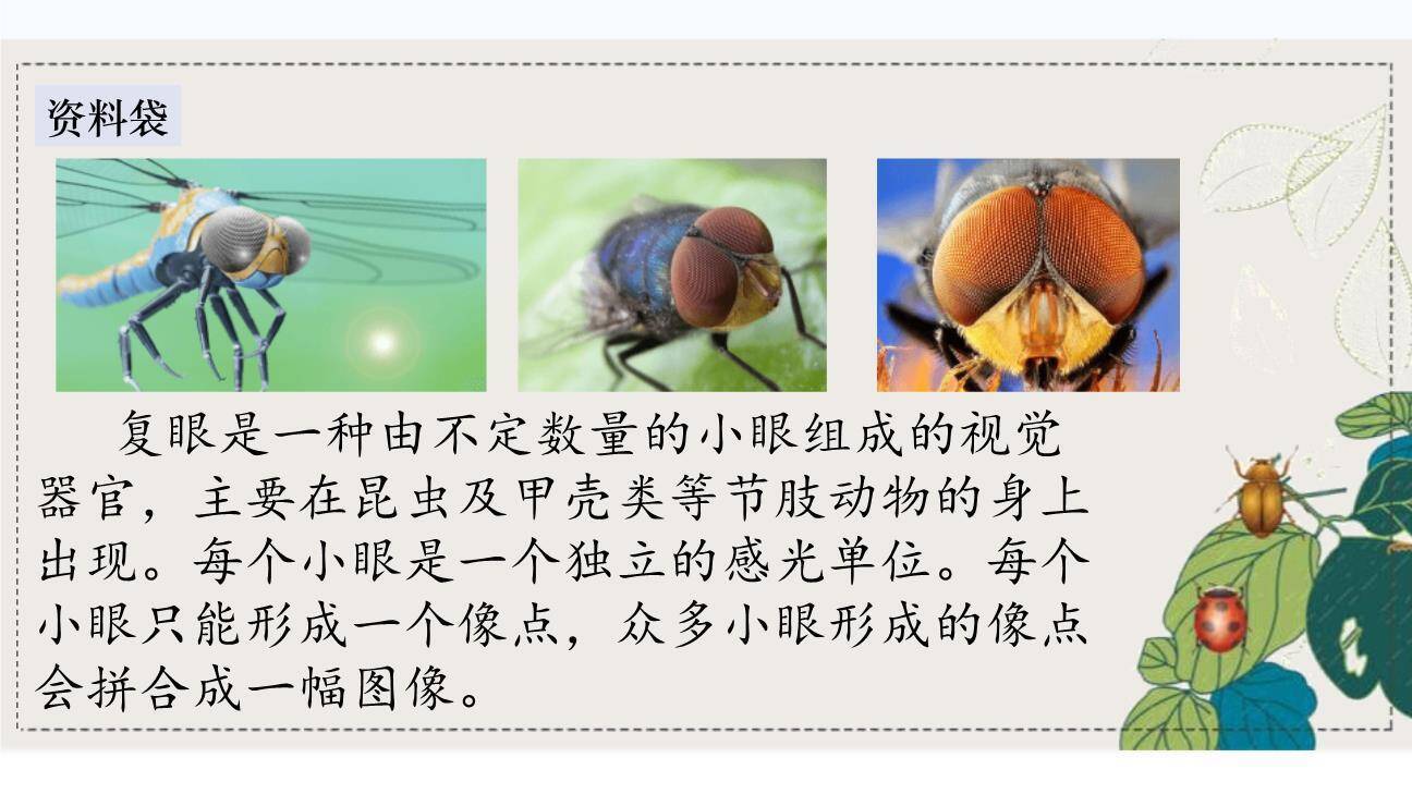 昆虫备忘录PPT课件83
