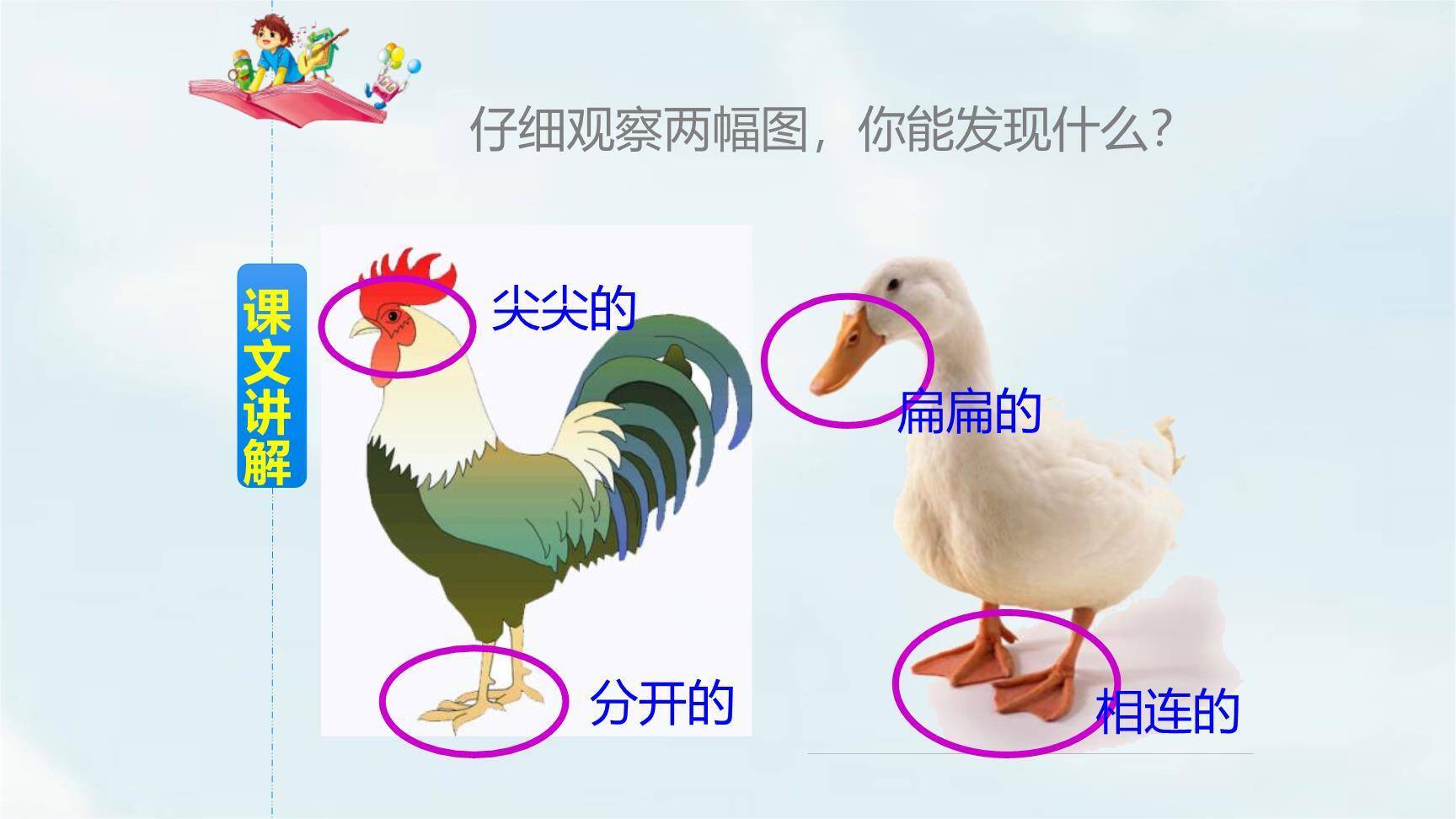 小公鸡和小鸭子PPT课件11