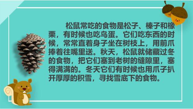松鼠PPT课件55