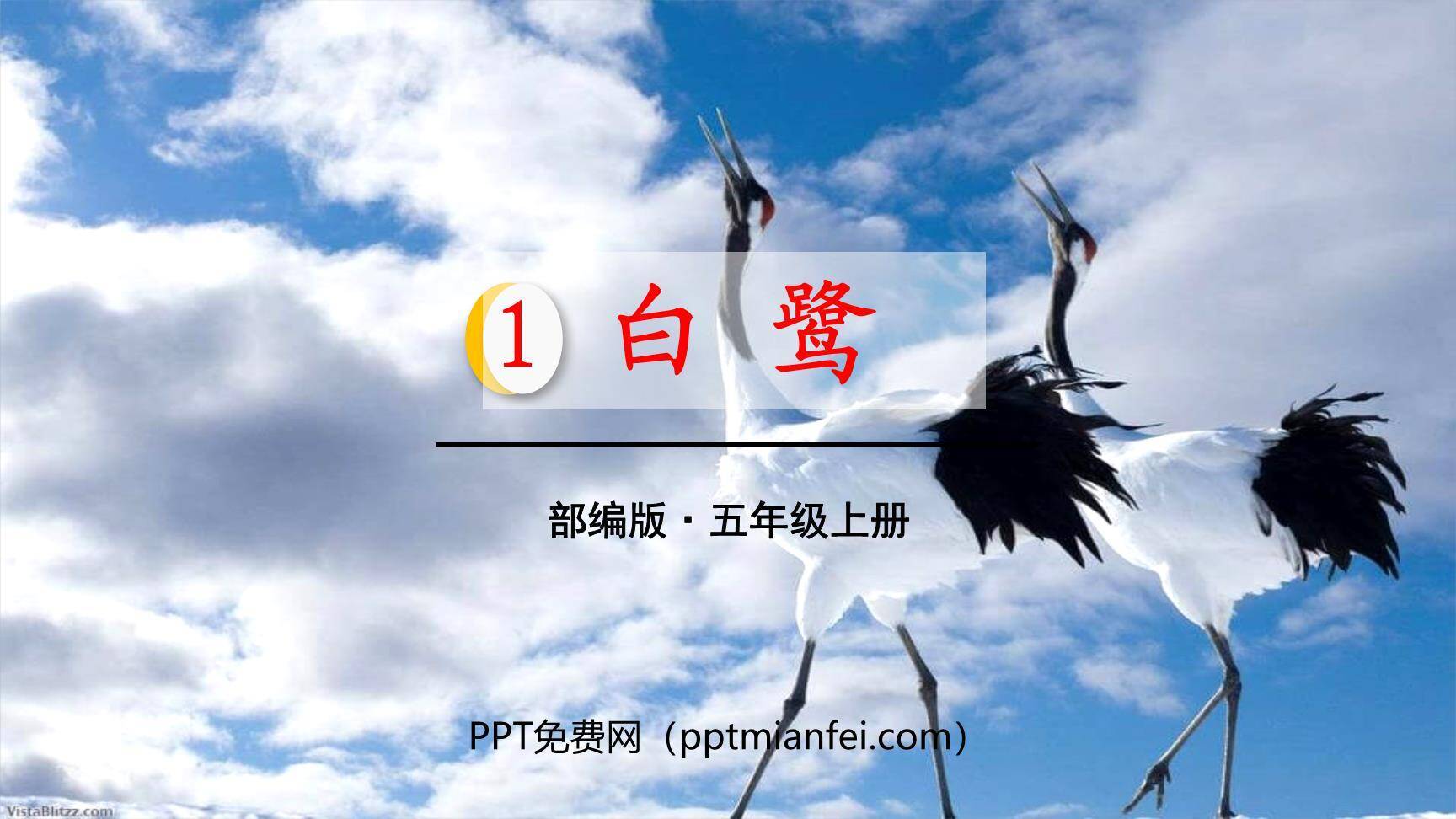白鹭PPT课件30