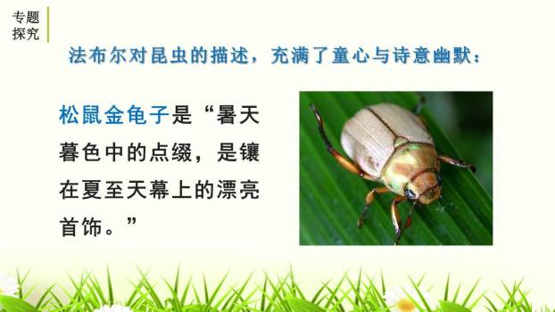 昆虫记PPT课件19
