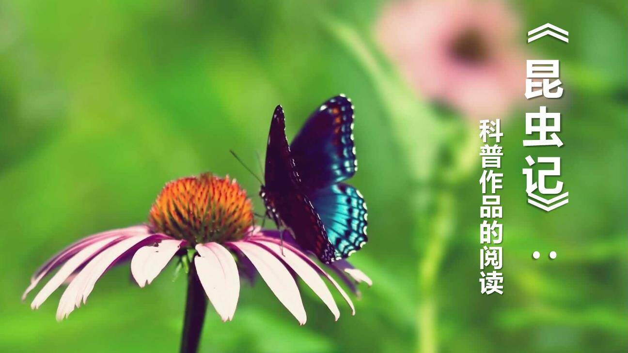 昆虫记PPT课件10