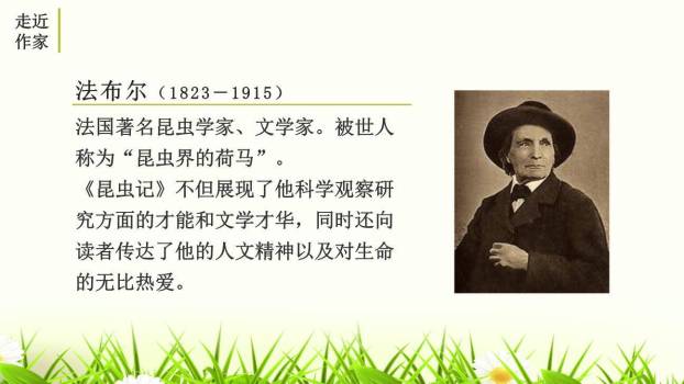 昆虫记PPT课件16