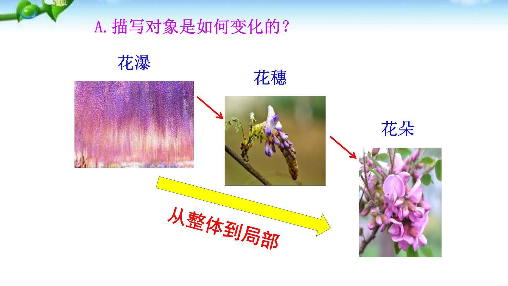 紫藤萝瀑布PPT课件81