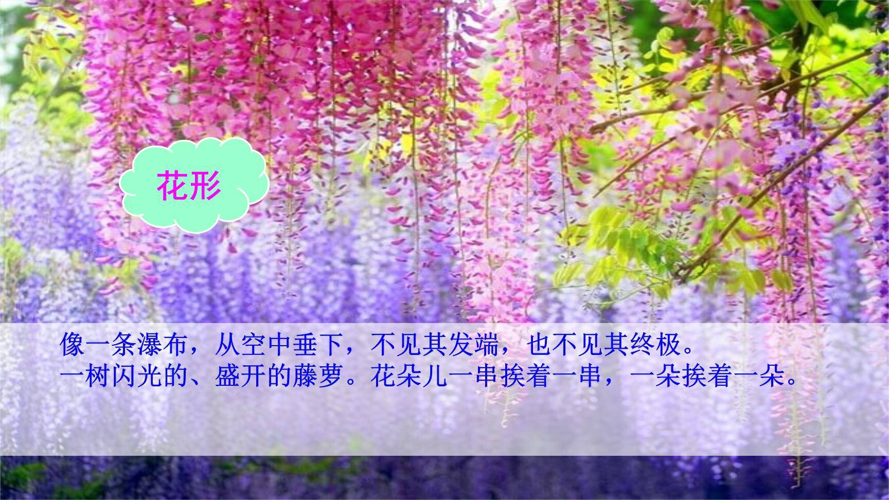 紫藤萝瀑布PPT课件82