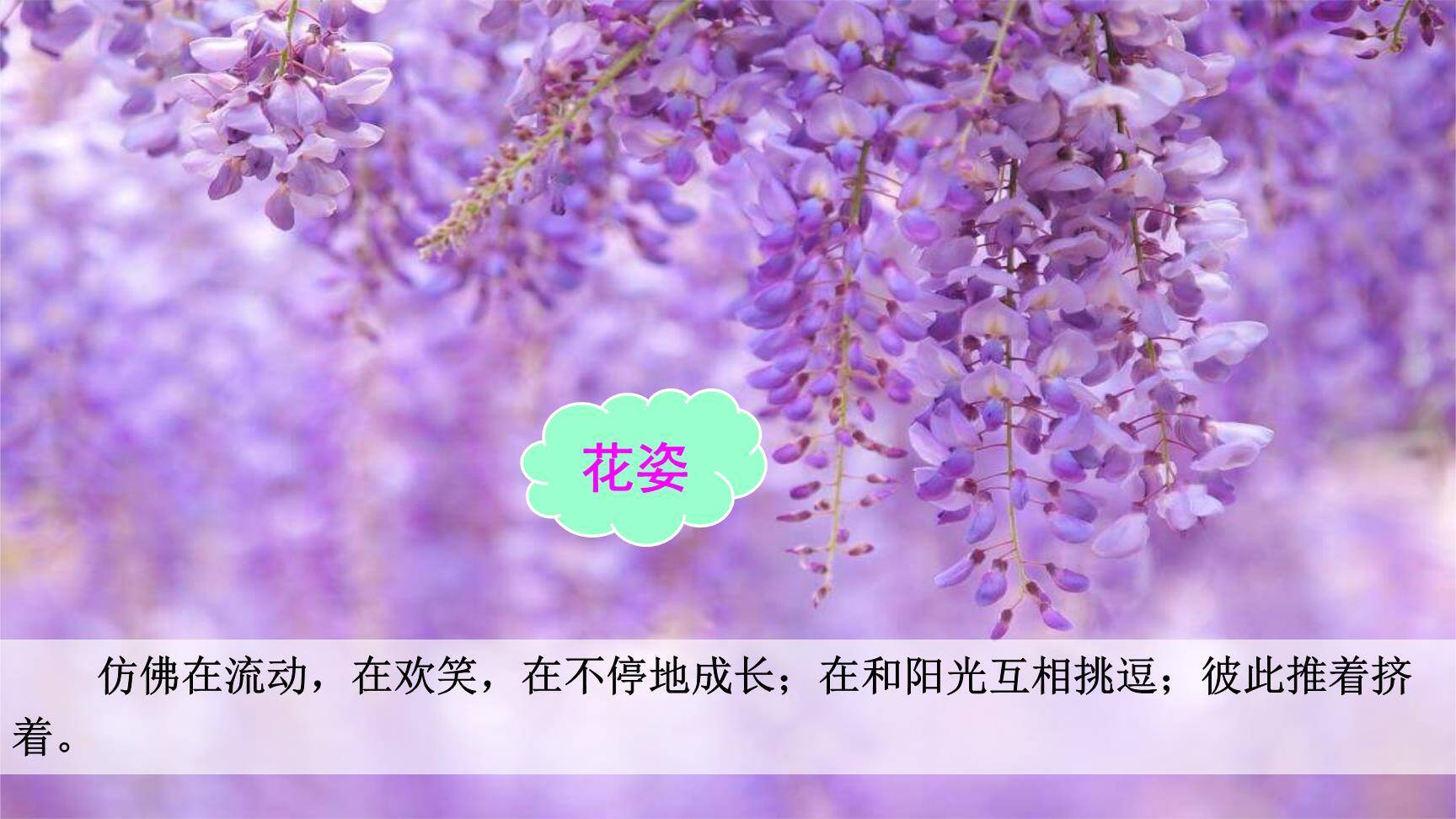 紫藤萝瀑布PPT课件84