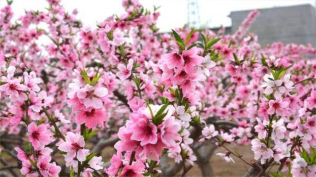 春游去哪儿玩PPT课件48