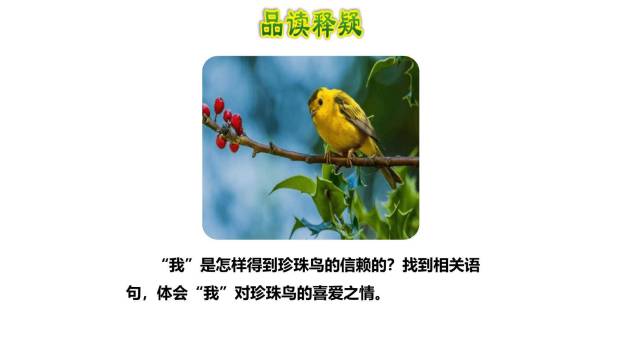 珍珠鸟PPT课件69