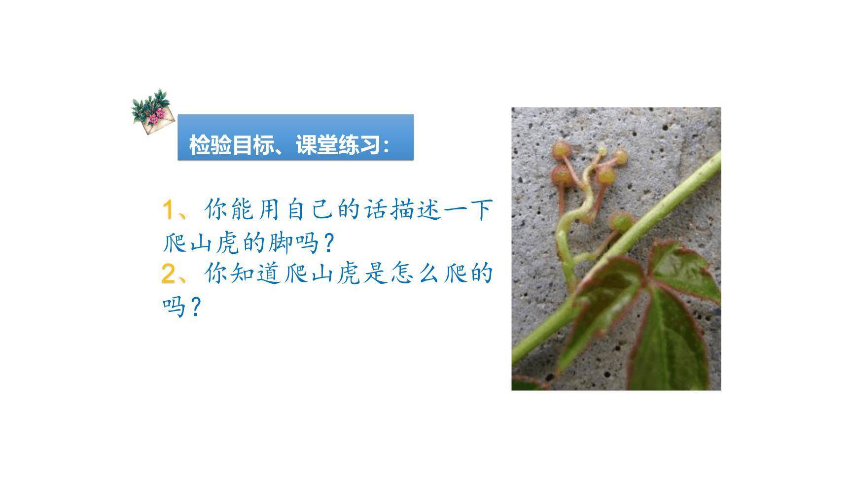 爬山虎的脚PPT课件48