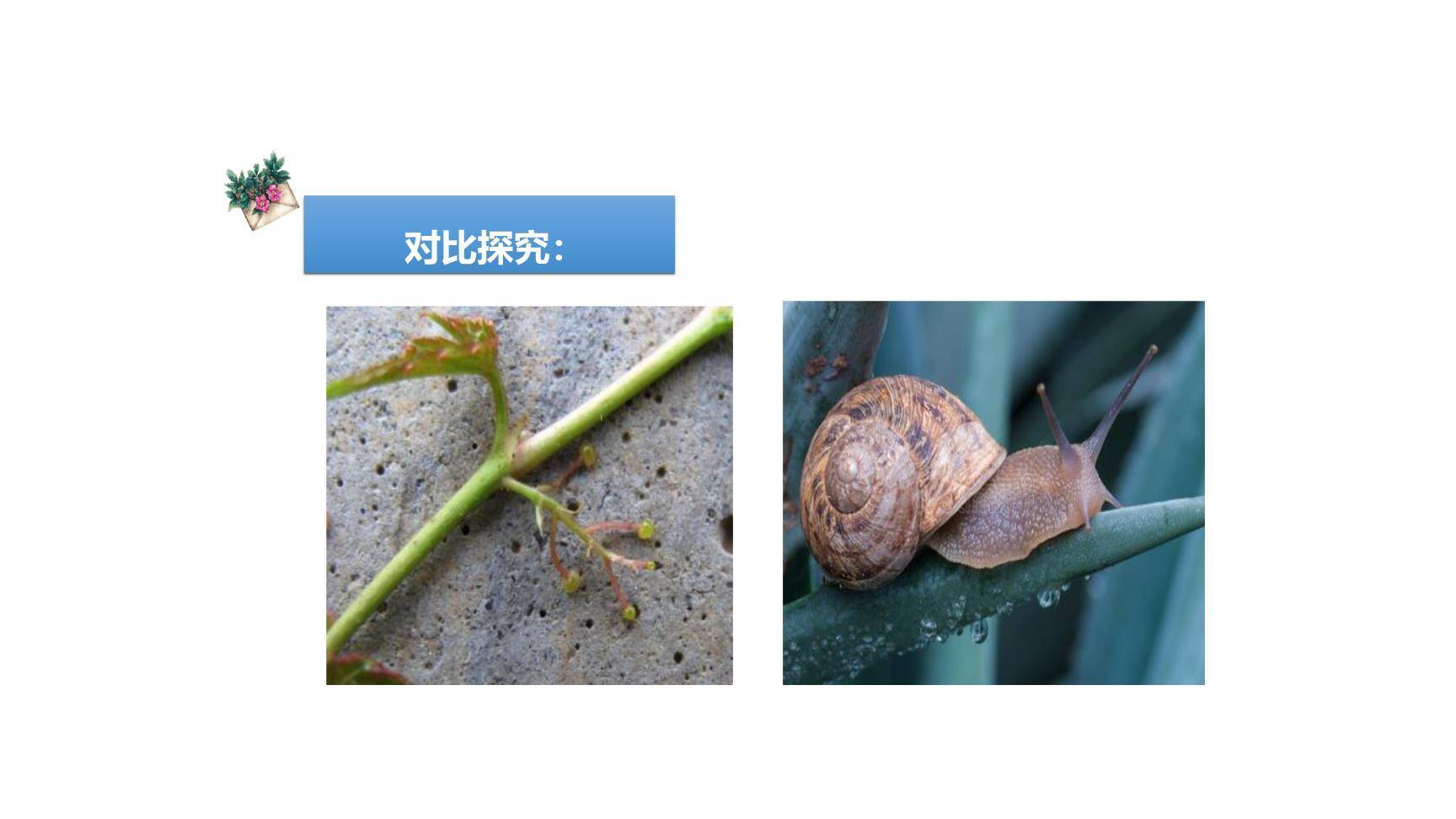 爬山虎的脚PPT课件45